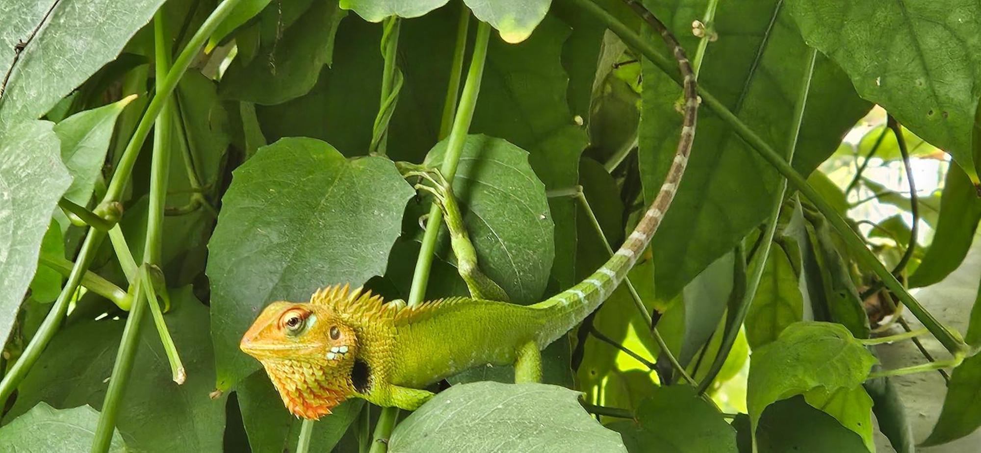 بيت ضيافة The Leaf فيليغاما